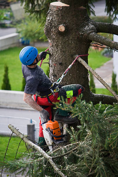 Lawn Renovation and Restoration in Troy, PA